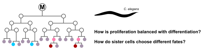 Schematic of C. elegans M cell lineage.