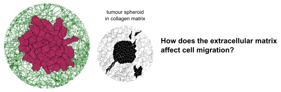 Cellular Potts model of a tumour spheroid in collagen matrix.