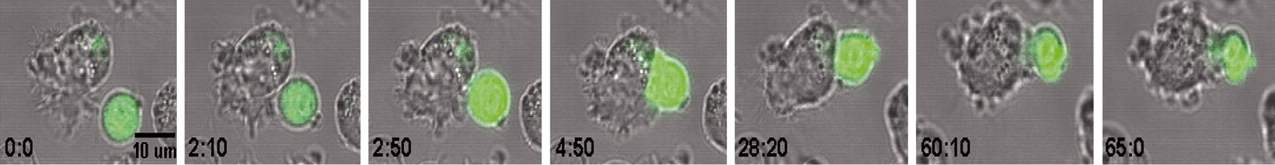CD8 T cell killing its target.Wiedemann A et al. PNAS 2006;103:10985-10990